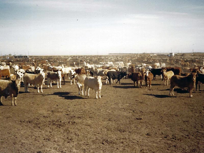 galeria_0001_RANCHO 1